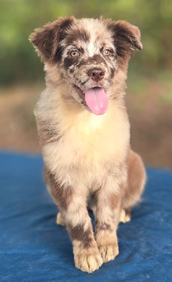 Les chiots de Berger Australien