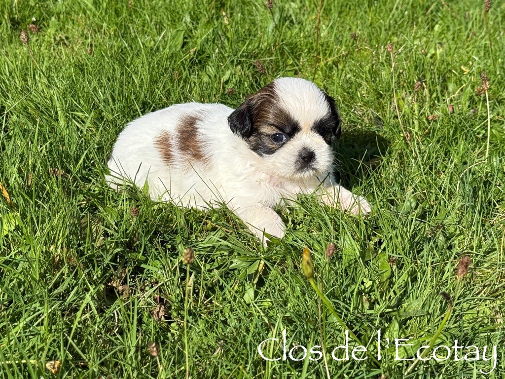 CHIOT 6 - Shih Tzu