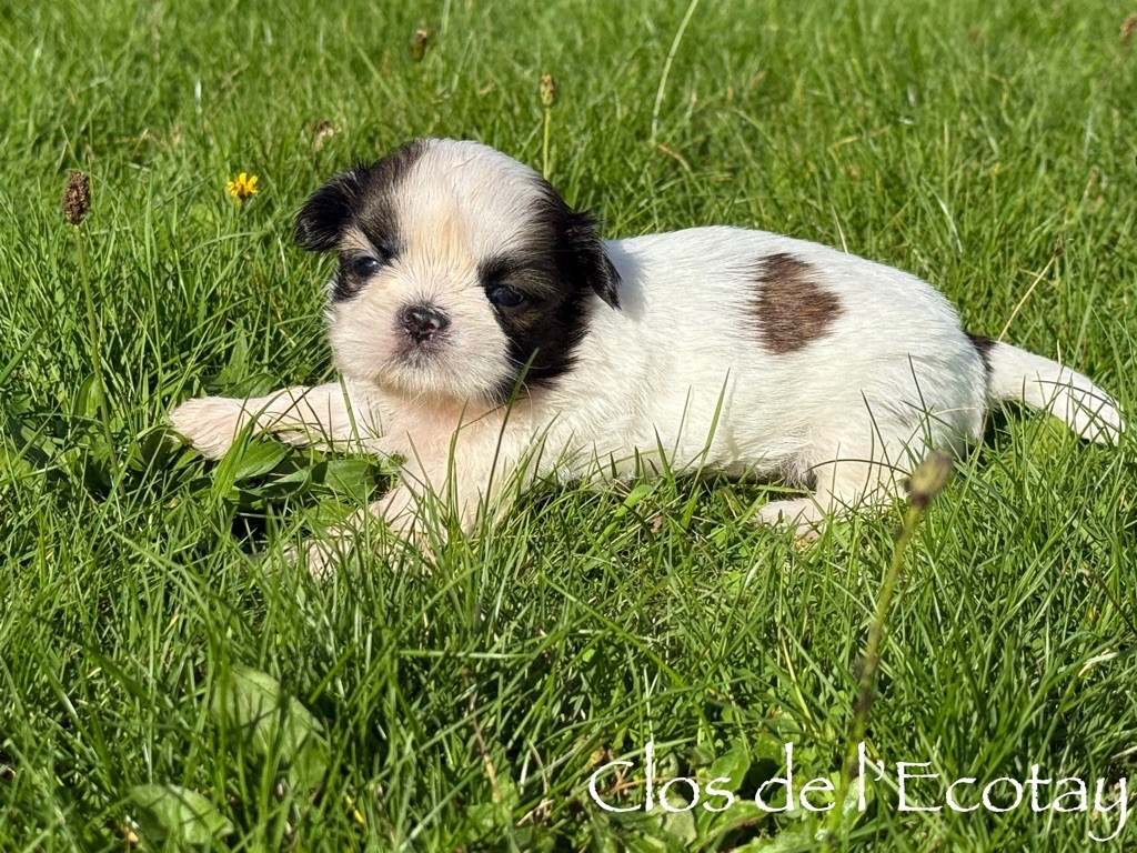 CHIOT 5 - Shih Tzu