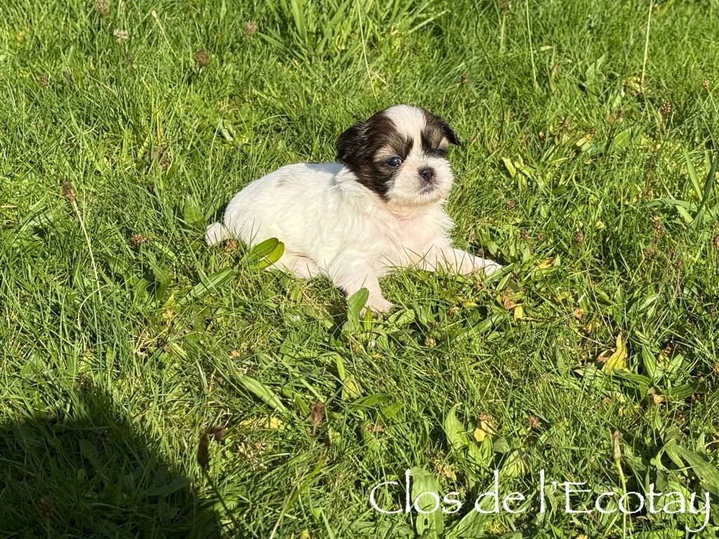 CHIOT 2 - Shih Tzu