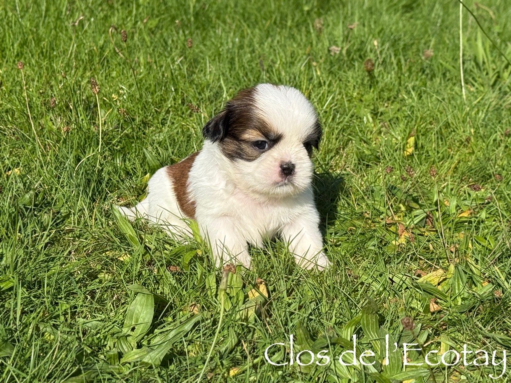 CHIOT 3 - Shih Tzu