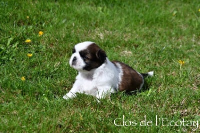 CHIOT 2 - Shih Tzu