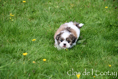 Les chiots de Shih Tzu