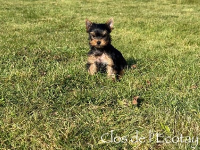 Les chiots de Yorkshire Terrier