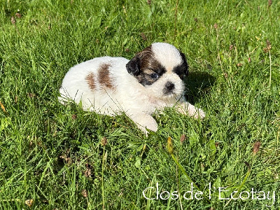 Les chiots de Shih Tzu