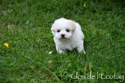 Les chiots de Coton de Tulear