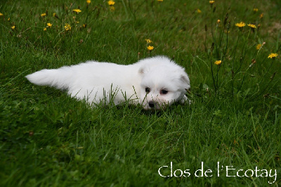 Les chiots de Coton de Tulear