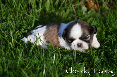 Les chiots de Shih Tzu