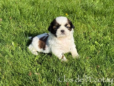 Les chiots de Shih Tzu