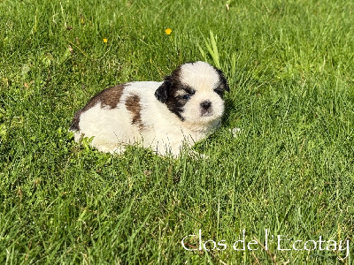 Les chiots de Shih Tzu