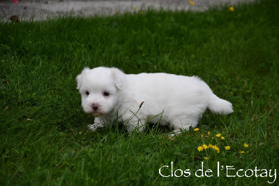 Les chiots de Coton de Tulear