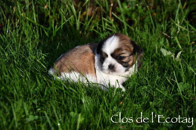 CHIOT 2 - Shih Tzu