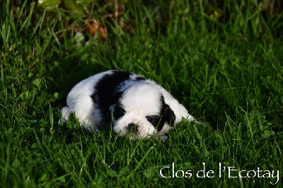 Les chiots de Shih Tzu