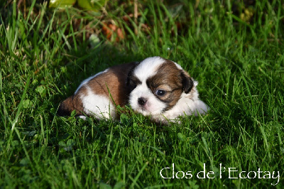 Les chiots de Shih Tzu