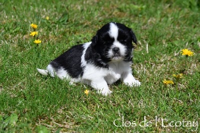 CHIOT 5 - Shih Tzu