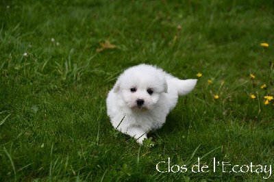 Les chiots de Coton de Tulear