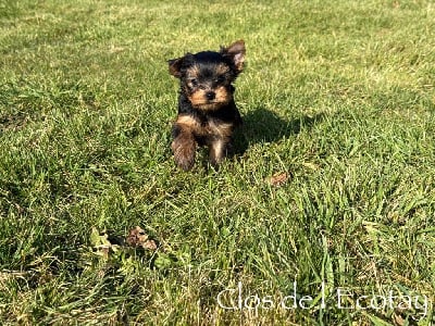 Les chiots de Yorkshire Terrier