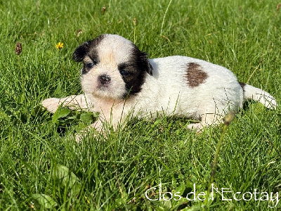 Les chiots de Shih Tzu