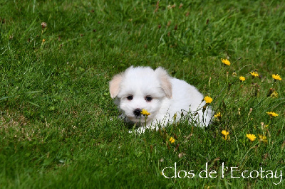 Les chiots de Coton de Tulear