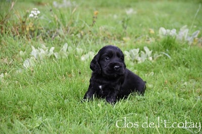 Les chiots de Cocker Spaniel Anglais