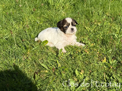 Les chiots de Shih Tzu