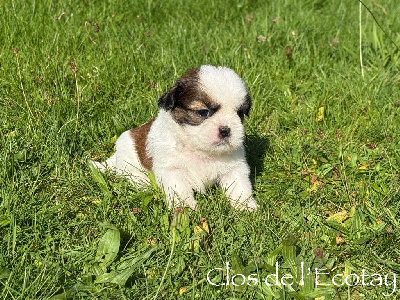 Les chiots de Shih Tzu