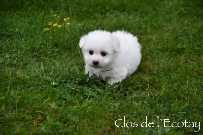 Les chiots de Coton de Tulear