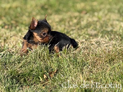 Les chiots de Yorkshire Terrier