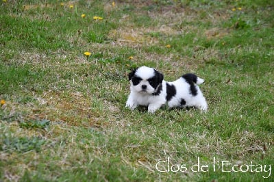 Les chiots de Shih Tzu