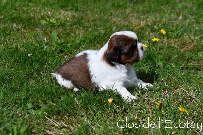 CHIOT 3 - Shih Tzu