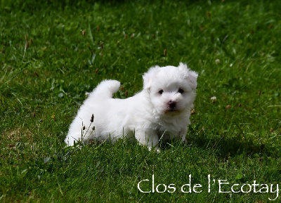 Les chiots de Coton de Tulear