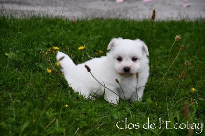 Les chiots de Coton de Tulear