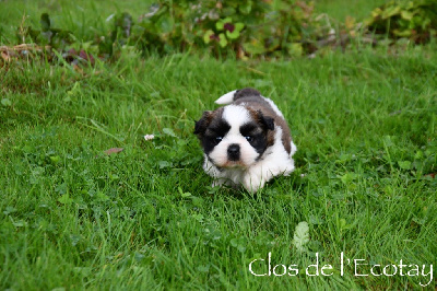 Les chiots de Shih Tzu