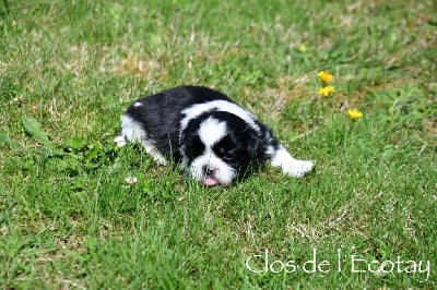 CHIOT 4 - Shih Tzu