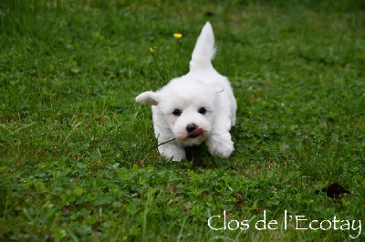 Les chiots de Coton de Tulear