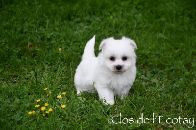 Les chiots de Coton de Tulear