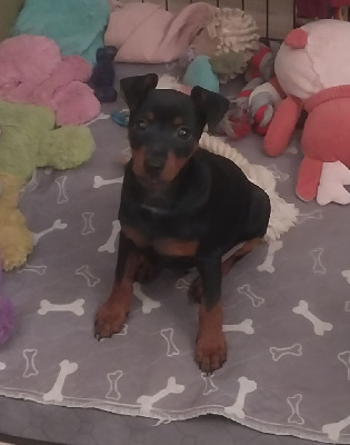 Les chiots de Pinscher nain