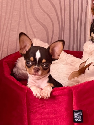 Les chiots de Chihuahua