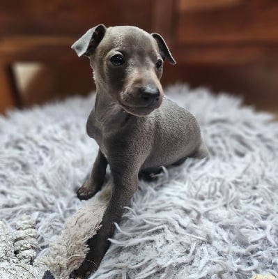 Les chiots de Petit Levrier Italien