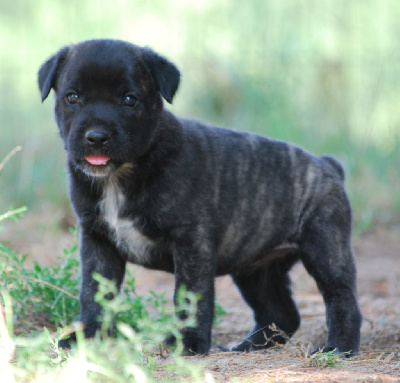 Les chiots de Cao Fila de São Miguel