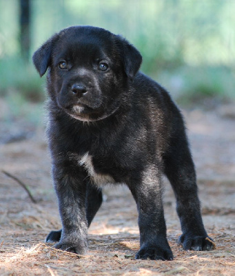 Les chiots de Cao Fila de São Miguel