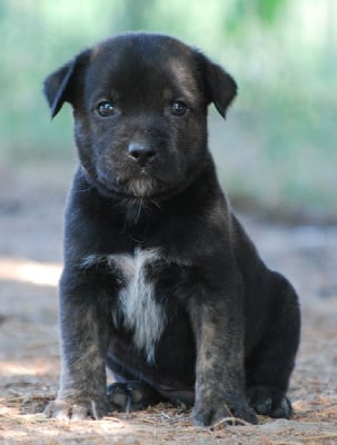 Les chiots de Cao Fila de São Miguel