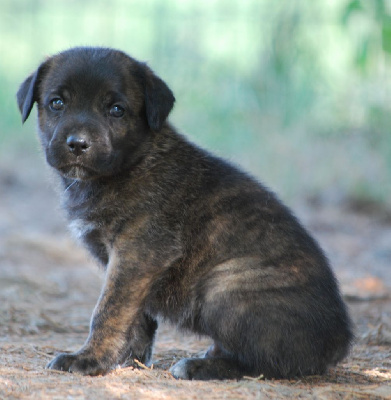 Les chiots de Cao Fila de São Miguel