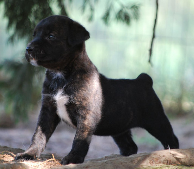 Les chiots de Cao Fila de São Miguel