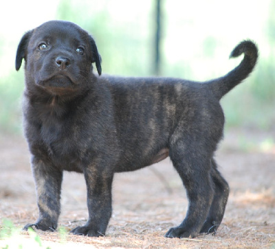 Les chiots de Cao Fila de São Miguel