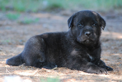 Les chiots de Cao Fila de São Miguel