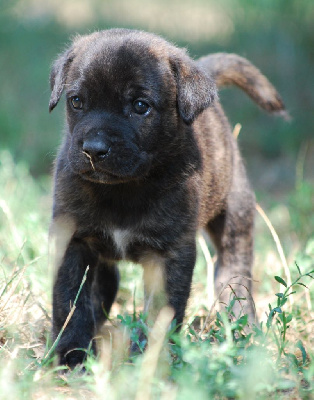 Les chiots de Cao Fila de São Miguel