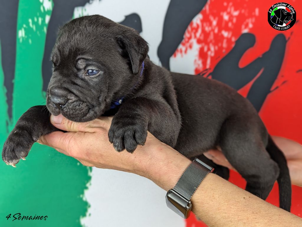 Collier Bleu Royal - Cane Corso