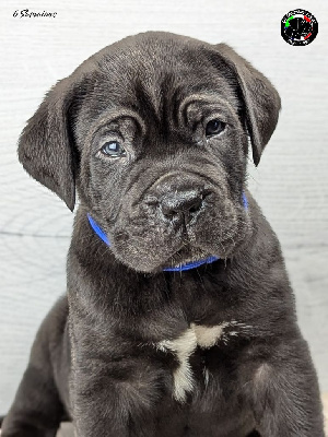 Les chiots de Cane Corso