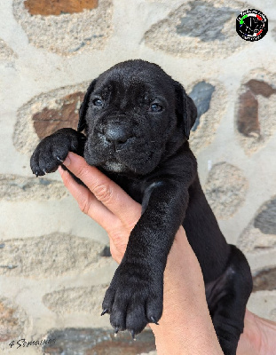 Les chiots de Cane Corso